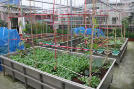 新北板橋區三民社區開心農場 七大植化素蔬果供長輩歡喜共餐