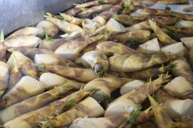 夏季竹林綠寶石 鮮美好滋味