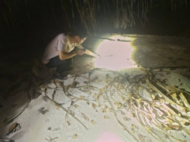 國海院調查太平島陸寄居蟹現況揭開國之南疆生態面紗