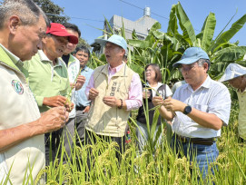 稻米空包倒伏衝擊農收   立委許智傑會勘爭取農損補貼