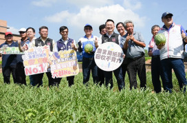 低碳環保紙膜種出西瓜　蘇俊賓取名「小燕鷗西瓜」推廣桃園優質環保農產
