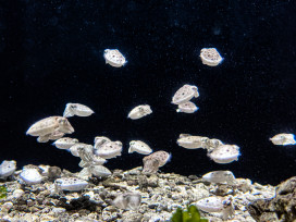 屏東海生館鯊魚寶寶透明卵鞘全台首展 揭海洋寶寶成長奧秘