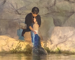 海生館萌翻海豹與美女飼育員逗趣引熱議