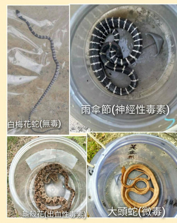 捕蜂捉蛇有專線 服務最便利全年無休有專業 安全有保障  