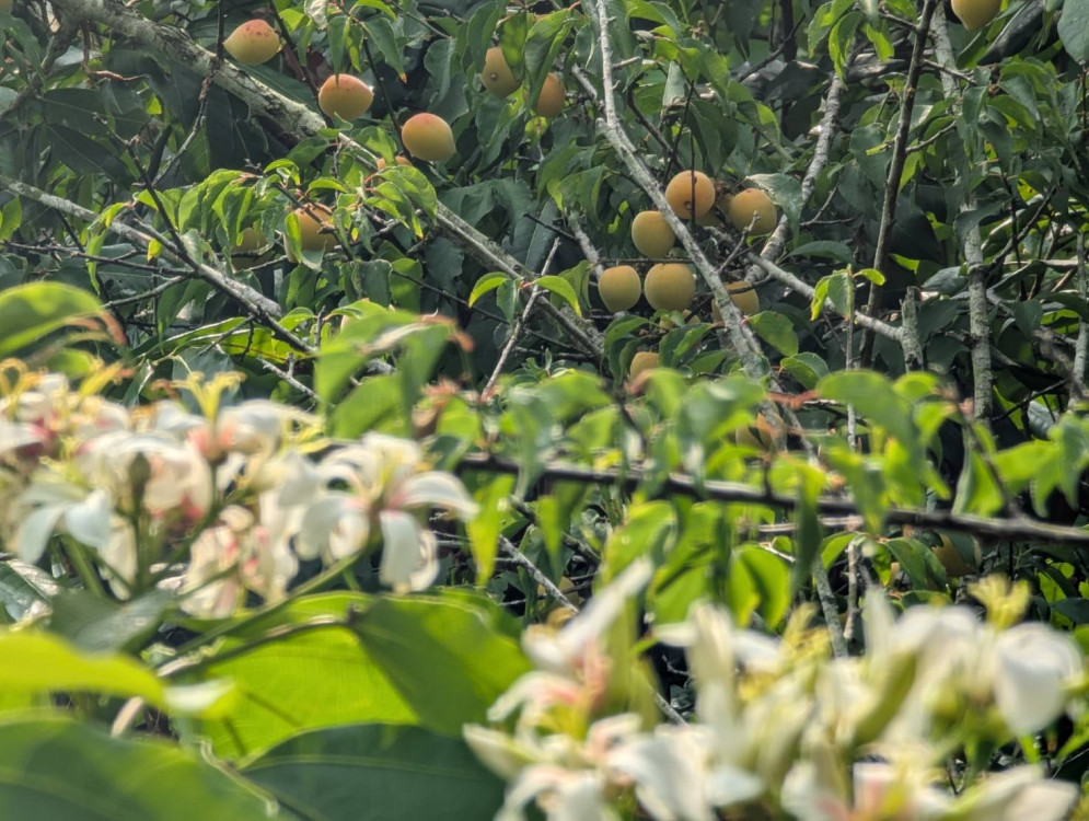 青梅竹馬遶山花 梅嶺桐花盛開八成