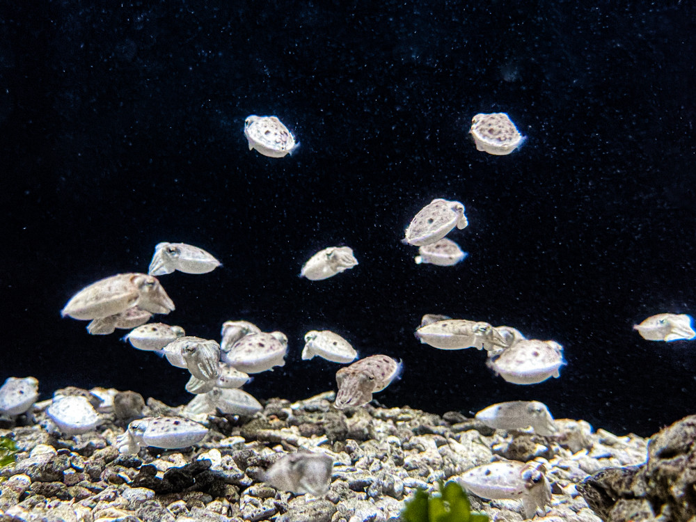 屏東海生館鯊魚寶寶透明卵鞘全台首展 揭海洋寶寶成長奧秘
