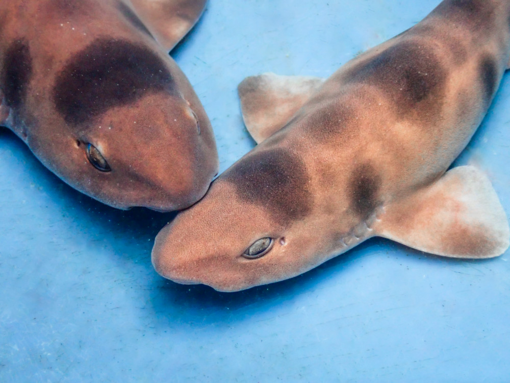 夏日海洋季暑期登場  屏東海生館超萌鯊魚寶寶透明卵鞘全台首展