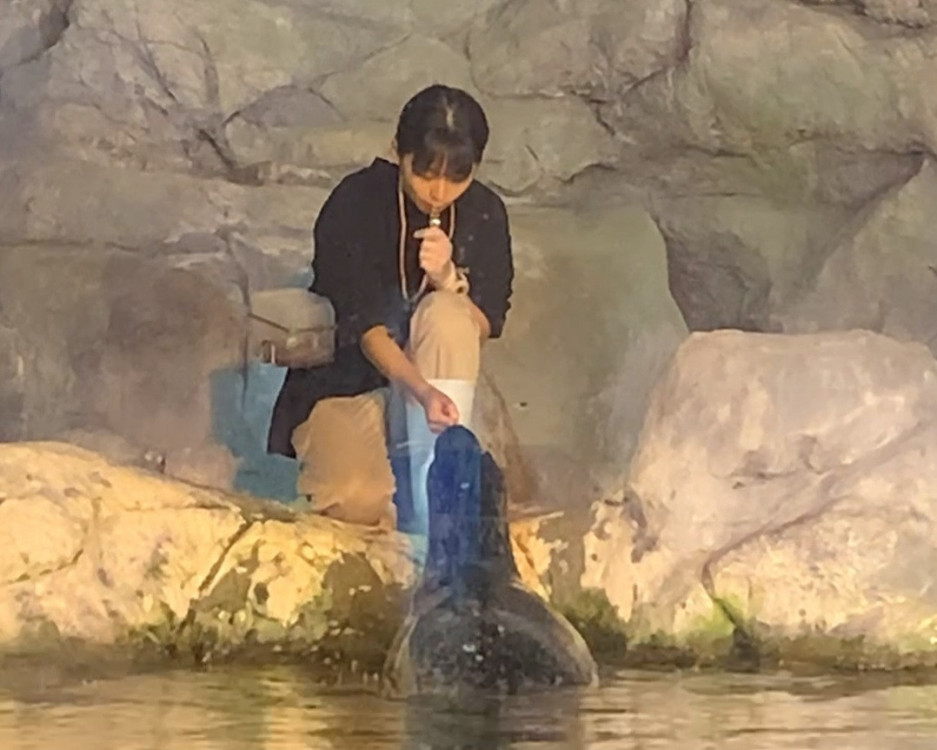 海生館萌翻海豹與美女飼育員逗趣引熱議