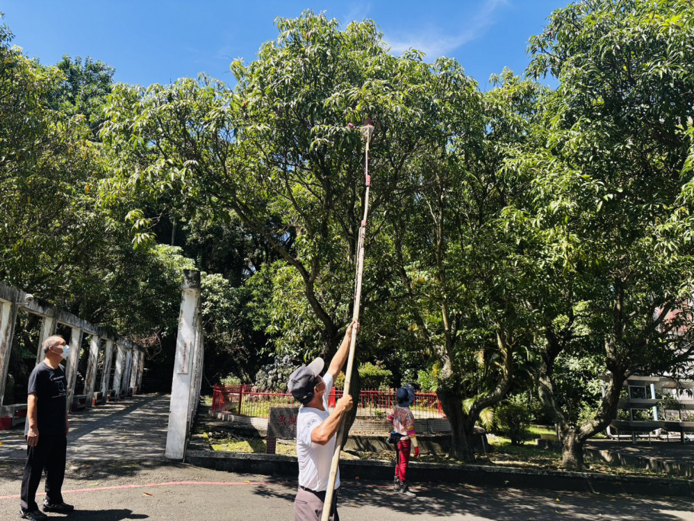 彰化榮家住民夏日果王盛宴  芒芒果香飄家區